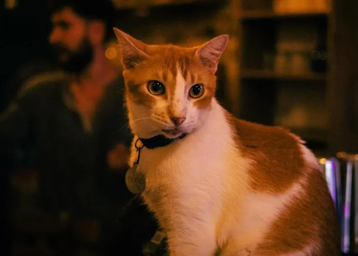 Casa Zahri Boutique HostelHostel